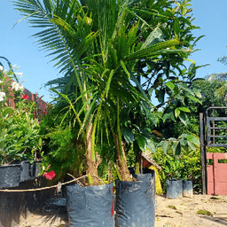 Pokok Jambu Bertih putih - Thumbnail 2