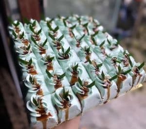 PANDAN GULA MELAKA SLICE - Image 1