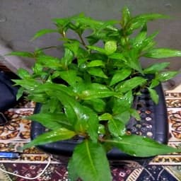 Self Pick-up - Pokok Kesum - Thumbnail 2