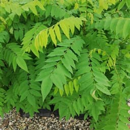 anak pokok belimbing buluh - Thumbnail 2