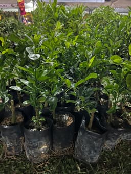 Anak pokok limau nipis - Thumbnail 2