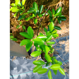 Anak Pokok Limau Kasturi - Thumbnail 1