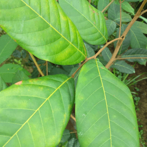 Anak Pokok Rambutan R191 Anak Sekolah Nephelium lappaceum Rong Rien - Image 1