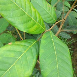 Anak Pokok Rambutan R191 Anak Sekolah Nephelium lappaceum Rong Rien - Thumbnail 1