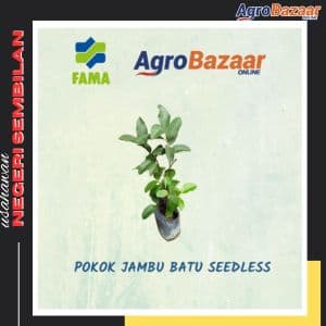 Anak Pokok Jambu Seedless - Image 1