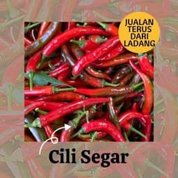 CILI SEGAR - Thumbnail 1
