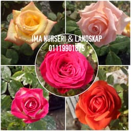 Rose Kampong - Thumbnail 2