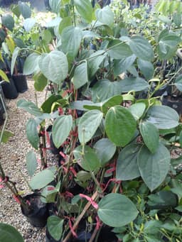anak pokok lada hitam - Thumbnail 2