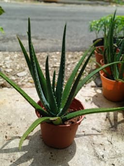 Alovera Giant - Thumbnail 2