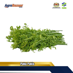 Pucuk Paku Pakis - Thumbnail 1