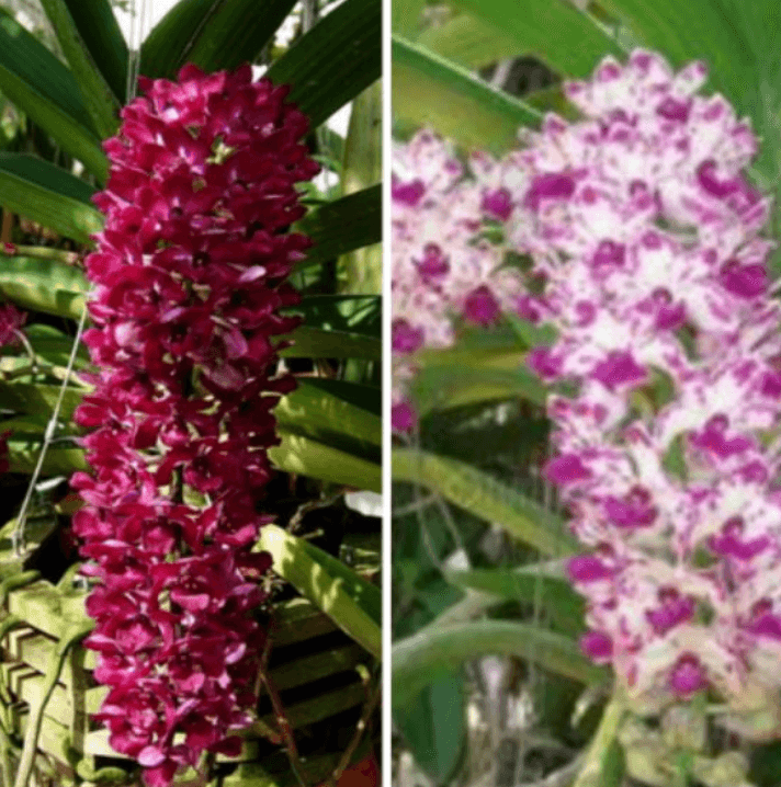 Baby rhynchostylist gigantea. Saiz anak dalam pasu 1 inch. mix colour - Image 1