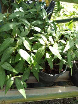 anak pokok daun kesum - Thumbnail 2