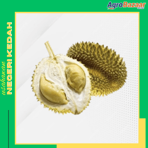 DURIAN KAMPUNG - Image 1
