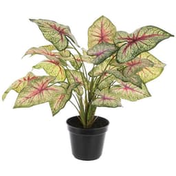 Caladium White Queen Plant - Thumbnail 1