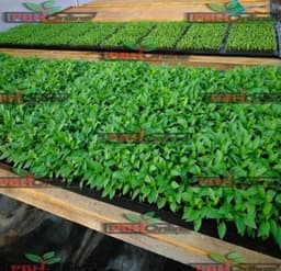 Anak Pokok Cili - Thumbnail 2