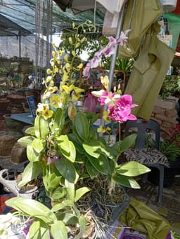 ORKID DENDRA - Thumbnail 2