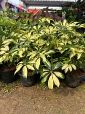 Anak pokok keladi - Thumbnail 1