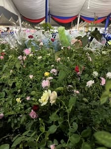 Pokok rose - Thumbnail 1