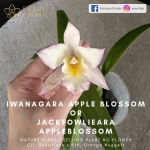 Jackfowlieara Appleblossom, 3.5" Pot