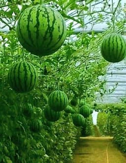 Jus Tembikai - Thumbnail 2