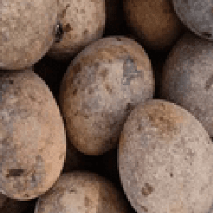 [SELF PICK UP] BUAH BAMBANGAN 9 BIJI