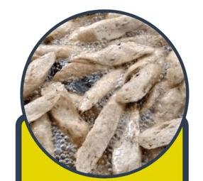 [SELF PICKUP] LEKOR GANU ORIGINAL