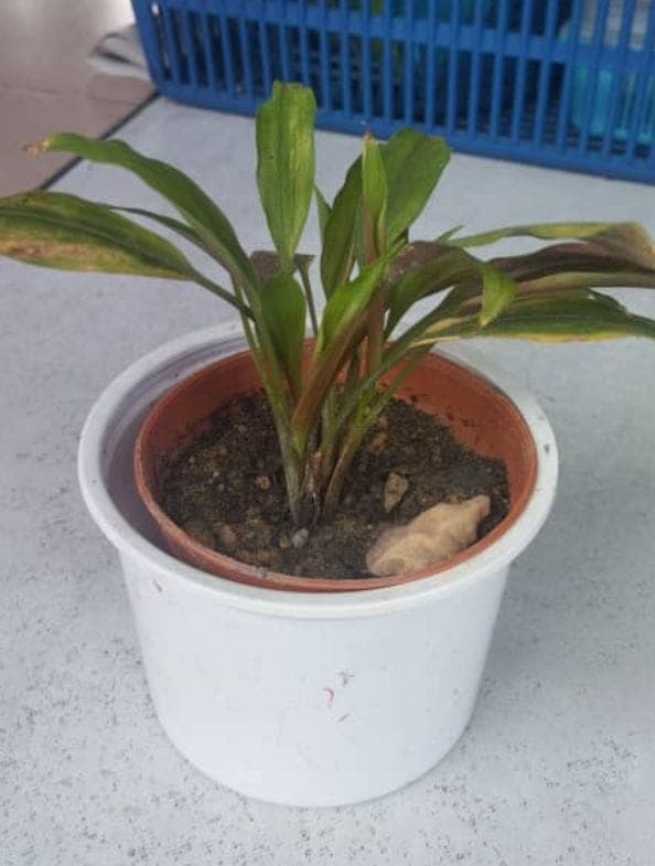 POKOK HERBA  KUNYIT HITAM