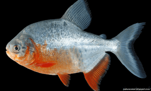 IKAN PACU (COLOSSOMA)