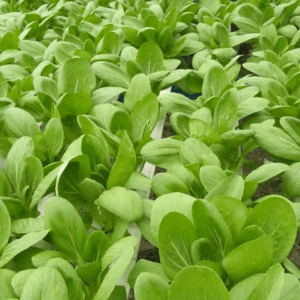 SAWI HYDROPONIK - Image 1