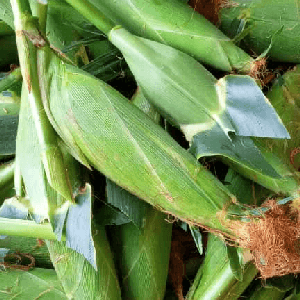 Jagung Manis