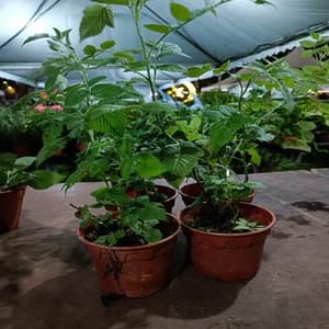 RASPBERRY MYSORE - Image 1