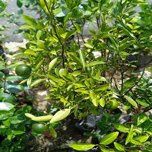 Limau Madu Siam - Image 1