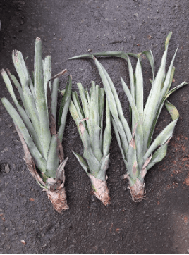 benih nenas MD2. Tinggi kurang  1kaki