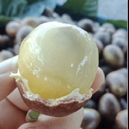 Longan Brazil - Thumbnail 1