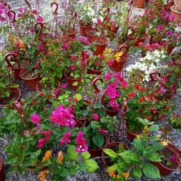 SET KOMBO 2 Pokok Bunga Kertas (jenis gantung/tegak) - Thumbnail 1