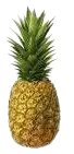 NANAS N36 (Ananas Commosus) - Image 1
