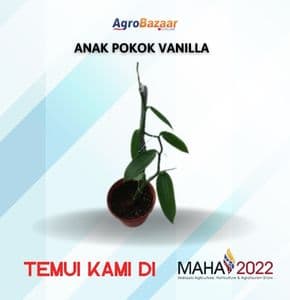 ANAK POKOK VANILLA POLIBEG 1 METER - Image 1