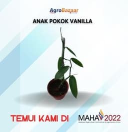 ANAK POKOK VANILLA POLIBEG 1 METER - Thumbnail 1