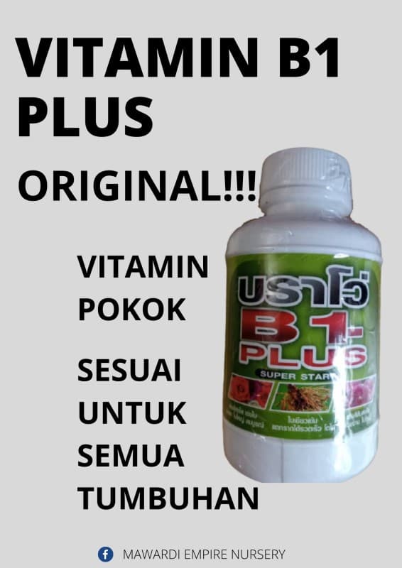 original!!!! vitamin dari siam VITAMIN B1 PLUS