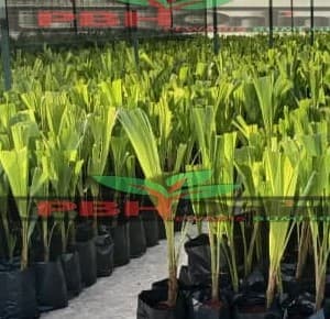 Self- Pickup - Anak Pokok Kelapa - Image 1