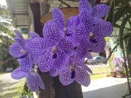 BAJA ORKID OMEGA - Thumbnail 2