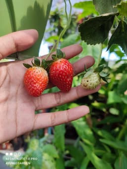 Pokok strawberry - Thumbnail 2