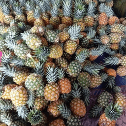 Nenas MD2 - Thumbnail 2