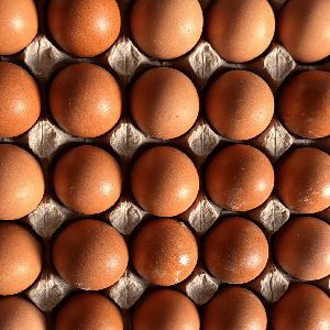 Telur ayam - Image 1