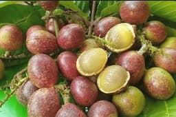 Longan Brazil - Thumbnail 2