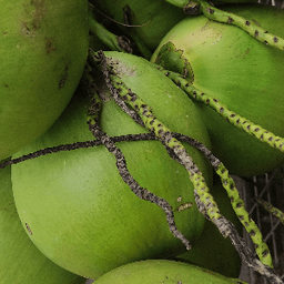 kelapa muda - Thumbnail 1