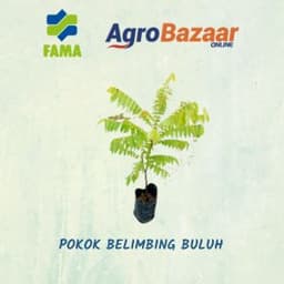 Anak Pokok Belimbing Buluh - Thumbnail 2