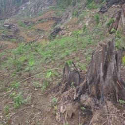 limau kasturi - Thumbnail 1