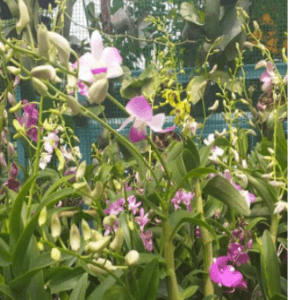 Dendrobium hybrid. Pokok janda.Warna? ikut rezeki dpt warna apa - Image 1
