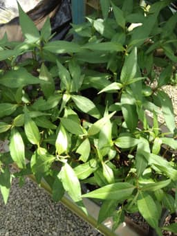 anak pokok daun kesum - Thumbnail 1